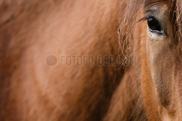 Icelandic pony with a fly  Vosges  France