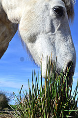 Camargue horse grazing in marsh - Camargue France