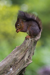 Red Squirrel (Sciurus vulgaris) on a trunk  Alsace  France
