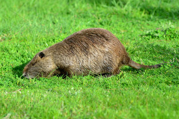 Nutria in the grass - France Camargue