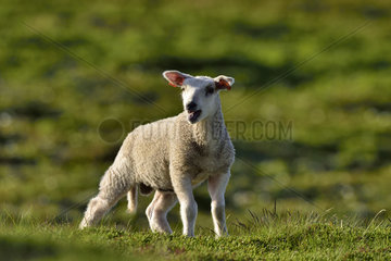 Lamb bleating in the grass - Varanger Norway