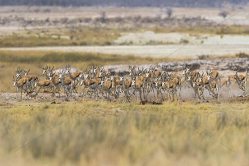 Springbok (Antidorcas marsupialis) running  Namibia  Etosha national park