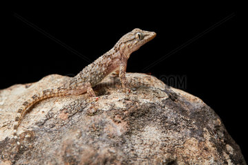 Tarentola mauritanica (gecko ) in black background  Montpellier  south of France