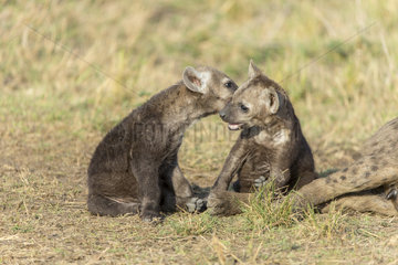 Young Spotted Hyenas playing in the savannah - Masai Mara
