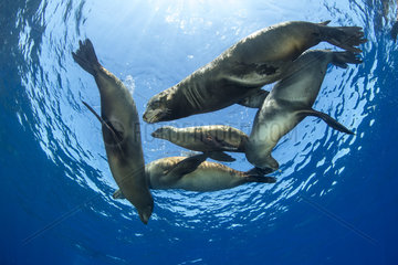 Group of California sea lion  (Zalophus californianus)  Los Islotes  Sea of Cortez  Baja California  Mexico  East Pacific Ocean