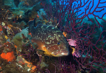 Dusky Grouper (Epinephelus marginatus) in reef  Agay  France  Mediterranean Sea