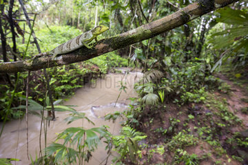 Berthold's Bush Anole Polychrus gutturosus) on a branch  Chocó colombiano  Ecuador