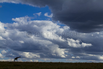 Masai Giraffe and clouds in the dry season - Masai Mara Kenya