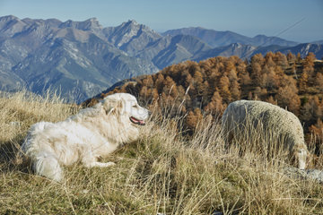 Mountain dog and Ewe on the mountain pasture  Meat-type breed  Authion massif  Mercantour  Alpes  France
