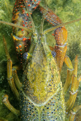 Red Swamp Crayfish in water - Prairie Fouzon France