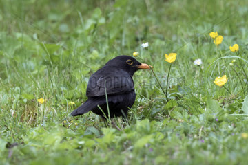 Blackbird (Turdus merula)  On ground in a lawn in the spring  Garden countryside  Lorraine  France