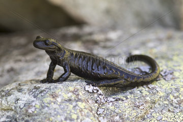 Lanza's Salamander (Salamandra lanzai)  Alps  Italy