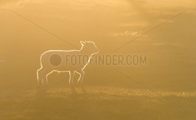 Sheep (Ovis aries) Young sheep running in a meadow at sunset  Shetland  Spring