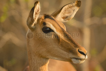 Portrait of Impala (Aepyceros melampus) at sunset  Mapungubwe  South Africa
