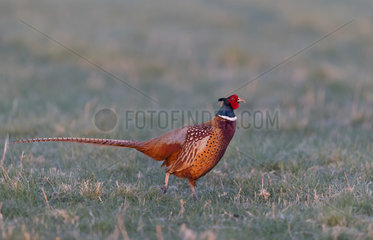 Pheasant (Phasianus colchicus) Male waliking in a frozen meadow at sunrise  England  Spring