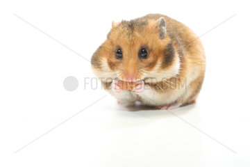 Domestic golden hamster (Mesocricetus auratus) filling its food jowls on a white background.