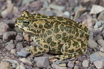 African Green Toad (Bufotes boulengeri)t  Morocco