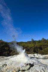 Lady Knox Geyser  Wai-o-Tapu geotermical place  Taupo Volcanic Zone  North Island  New Zeland
