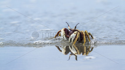 Horned Ghost crab (Ocypode ceratophthalma)  Koh Muk  Thailand