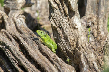 Male Sand Lizard on a stump - France
