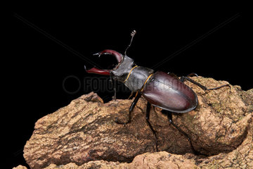 Stag beetle (Lucanus cervus) on black background  Montpellier  South of France