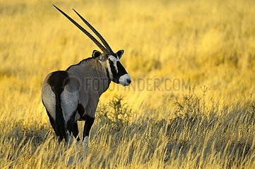 An Oryx (Oryx gazella gazella)  on danger alert in the Kgalagadi at sunset  Kgalagad Transfrontier Park  North Cape  South Africa