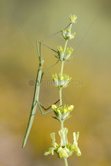 French Stick Insect (Clonopsis gallica)  Guadalix de la sierra  Madrid  Spain