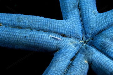Starfish shrimp (Zenopontonia soror) on blue Starfish  Lembeh  North Sulawesi  Indonesia