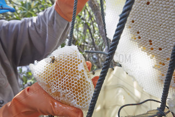 The Honey Nights. The honey comb is cut cleanly. The honey harvester leaves a bit of honey on the comb  as well as the pollen and the brood. In the day  most of the bees chased away during the harvest return to their comb. If the flowers continue to blossom  they bring honey back to the comb again and the collectors will return a week later to again harvest the honey. This semi-domestication is an ingenious means of countering the natural instinct of the giant bees  which migrate over several hundred kilometers each year and easily change nests. Borneo  Indonesia