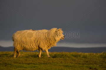 Sheep (Ovis aries) Sheep at sunset  Shetland  Spring