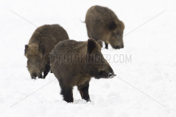 Eurasian wild boar burrowing in the snow - Alsace France