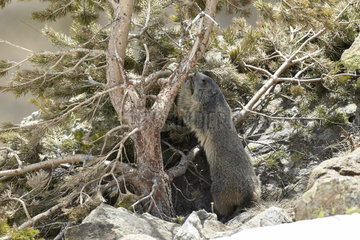 Alpine Marmot barking trunk - Mercantour France