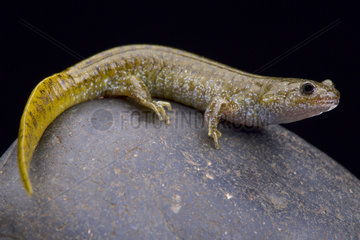 Oita salamander (Hynobius dunni) on rock on black background