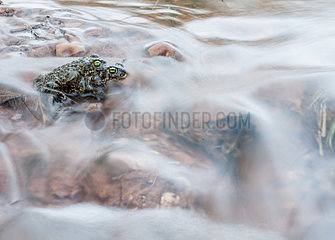 Pair of Natterjack toad (Epidalea calamita) tring to cross a stream while mating.