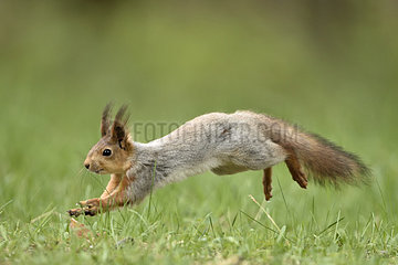 Red squirrel running in the grass - Finland