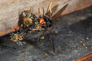 Mortal combat on a hive's flight board. The Asian hornet does not hesitate to attack the bees at the foot of the hive. France