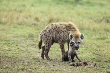 Spotted Hyena female and young at den - Masai Mara Kenya