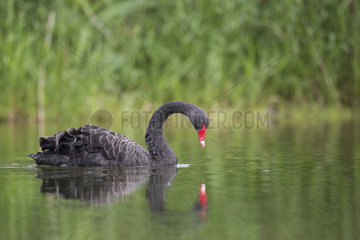 Black Swan (Cygnus atratus) on water and its reflection  France