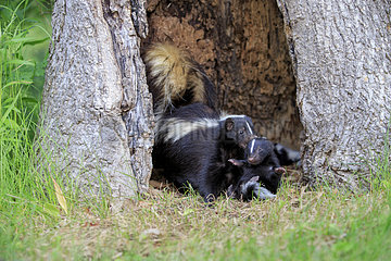 Striped Skunk and young in a hollow trunk - Minnesota
