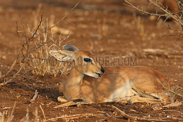 Steenbok (Raphicerus campestris) female ruminanting lying  Kruger  South Africa