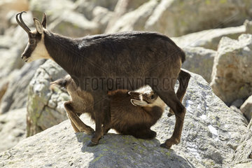 Alpine Chamois (Rupicapra rupicapra)  female suckling young  Mercantour  Alpes  France