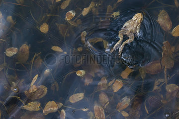 Common toad (Bufo bufo) swimming on the surface of a pond  Alpes  France
