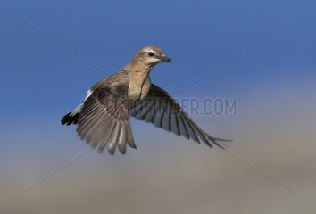 Wheatear (Oenanthe oenanthe) Bird hovering and looking for food  Shetland  Spring