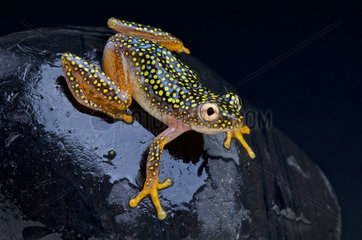 Spotted tree frog (Heterixalus alboguttatus)  Madagascar