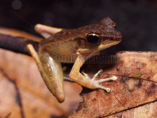 Cricket Frog - Tawau Hills Malaysia
