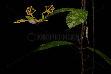 Wallace's flying frog  Abah River flying frog  moss frog (Rhacophorus nigropalmatus) jumping  Kualah Lumpur  Malaysia