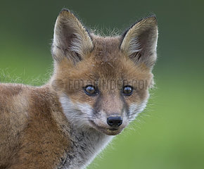 Cub Red Fox walking in a meadow at spring - GB