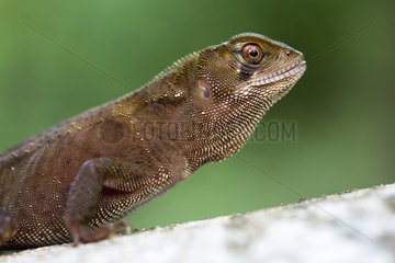 Portrait of Amazon Wood Lizard (Enyalioides laticeps)  Chocó colombiano  Ecuador