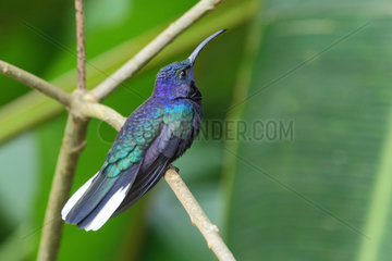 Violet sabrewing male on a branch - Costa Rica