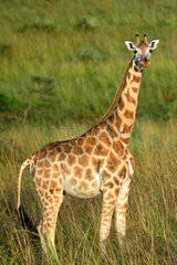 Giraffe in the savanna - Murchison Falls Uganda